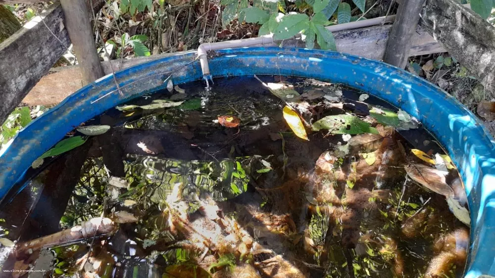 Sítio, 10 hectares - Foto 14