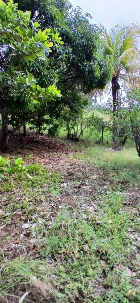Sítio, 3 quartos, 1 hectares - Foto 10