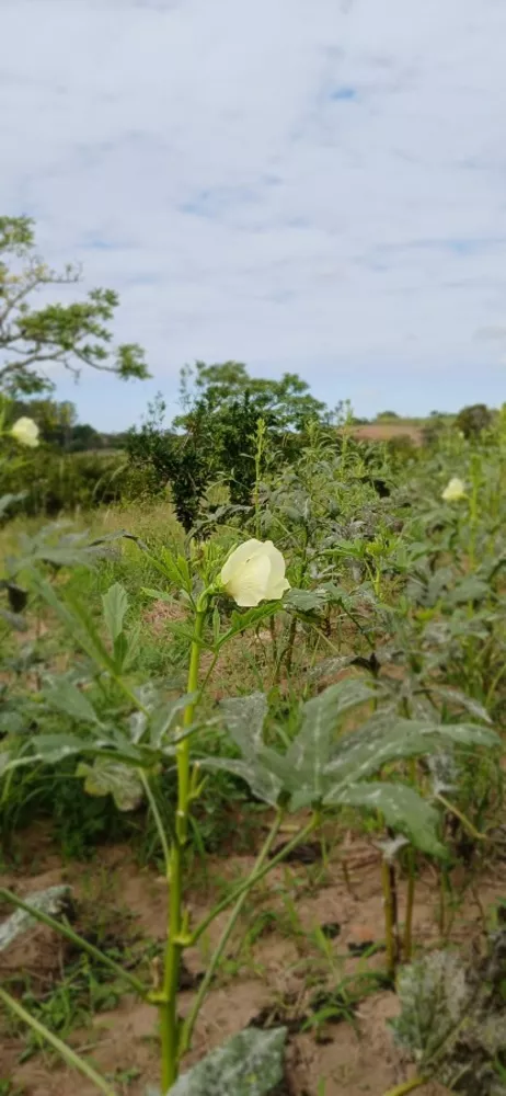 Sítio, 3 quartos, 7 hectares - Foto 21