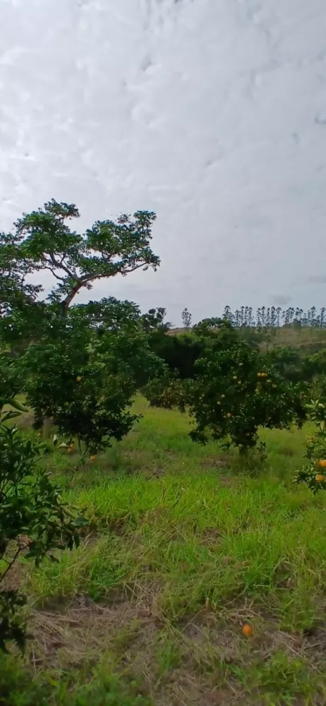 Sítio, 3 quartos, 7 hectares - Foto 4