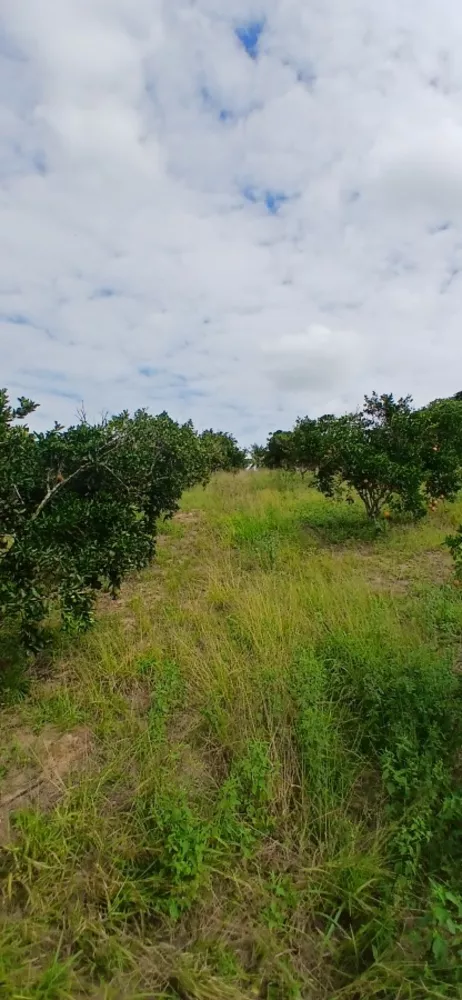 Sítio, 3 quartos, 7 hectares - Foto 29