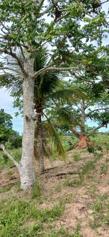 Sítio, 3 quartos, 7 hectares - Foto 20