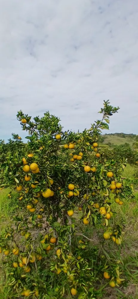 Sítio, 3 quartos, 7 hectares - Foto 5