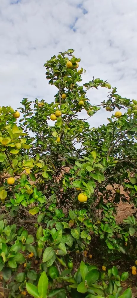 Sítio, 3 quartos, 7 hectares - Foto 6