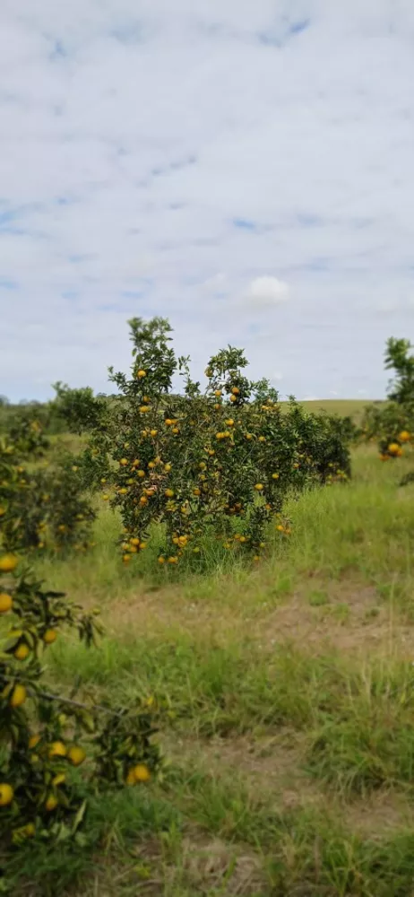 Sítio, 3 quartos, 7 hectares - Foto 22