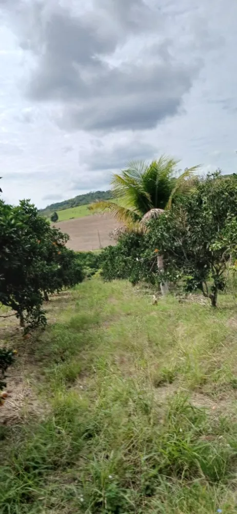 Sítio, 3 quartos, 7 hectares - Foto 24