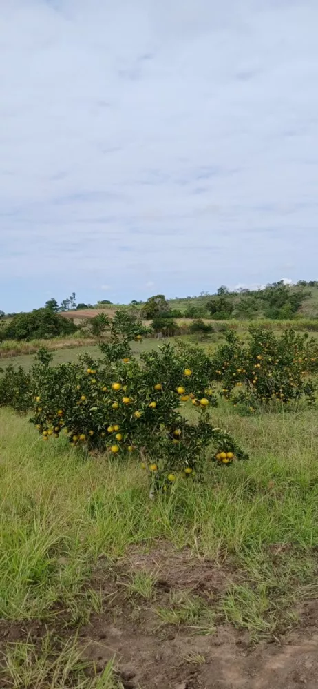 Sítio, 3 quartos, 7 hectares - Foto 3