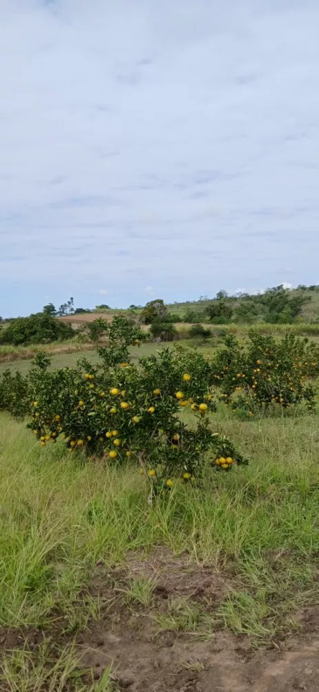 Sítio, 3 quartos, 7 hectares - Foto 1