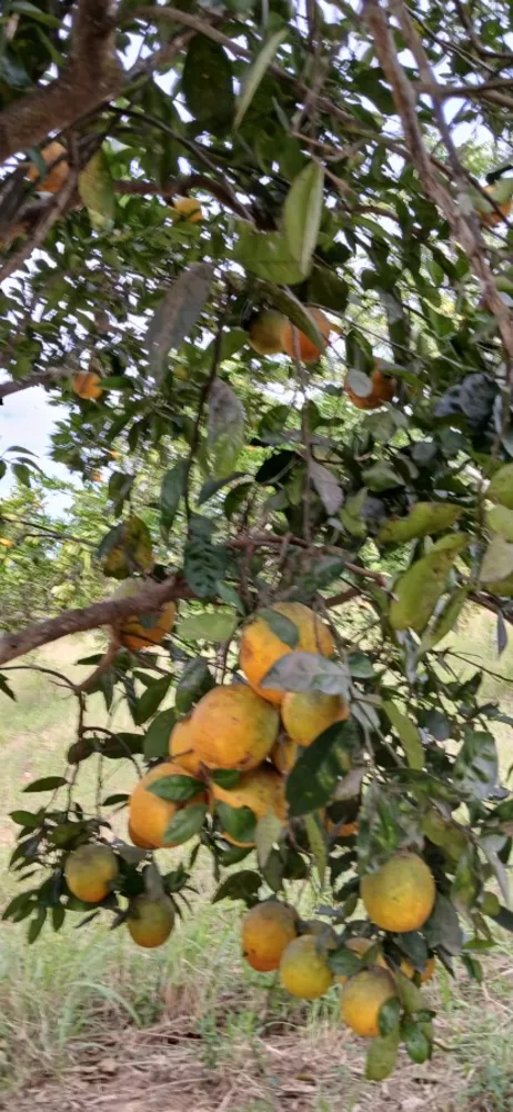 Sítio, 3 quartos, 7 hectares - Foto 25