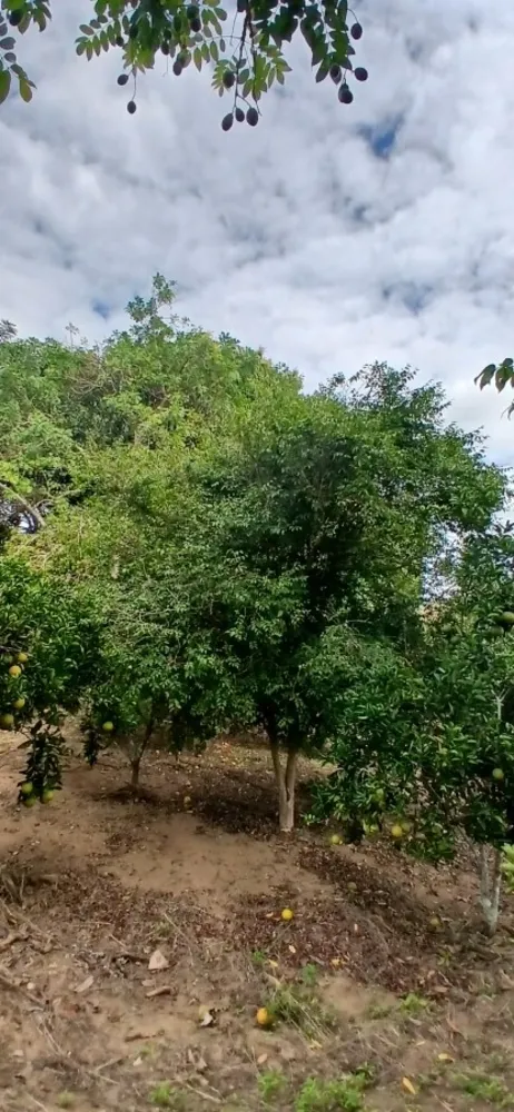 Sítio, 3 quartos, 7 hectares - Foto 33