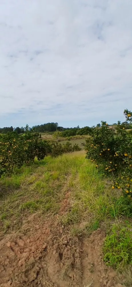 Sítio, 3 quartos, 7 hectares - Foto 7