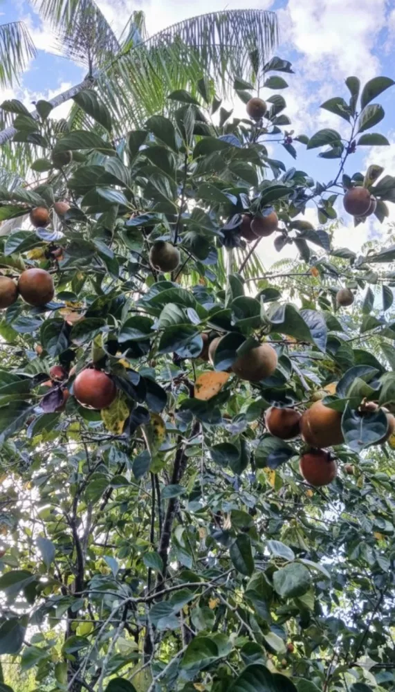 Chácara, 2 quartos, 2000 m² - Foto 8