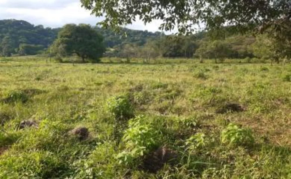 Sítio, 5 quartos, 11 hectares - Foto 1