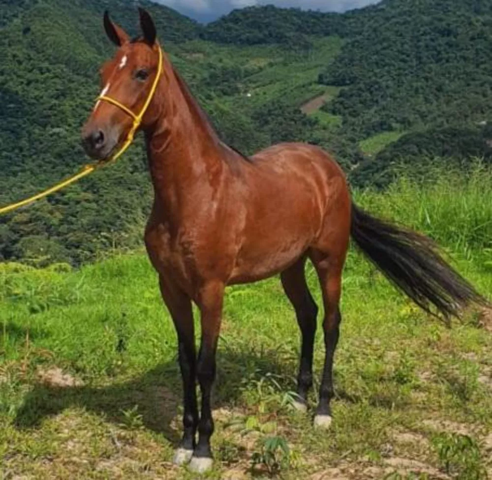 Fazenda, 8 hectares - Foto 2