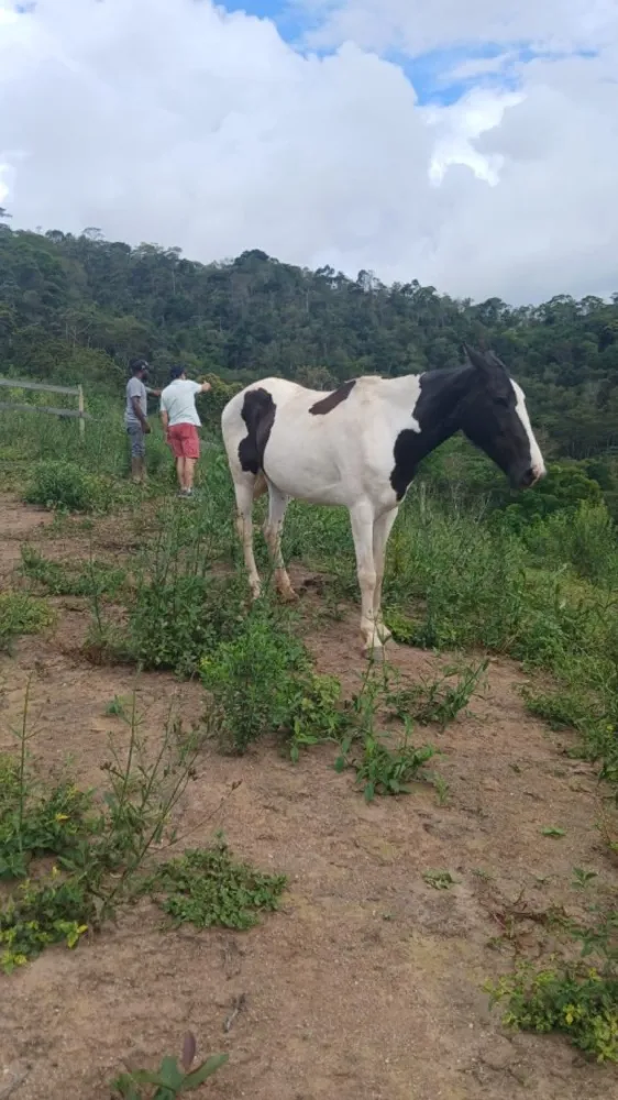 Fazenda, 8 hectares - Foto 18