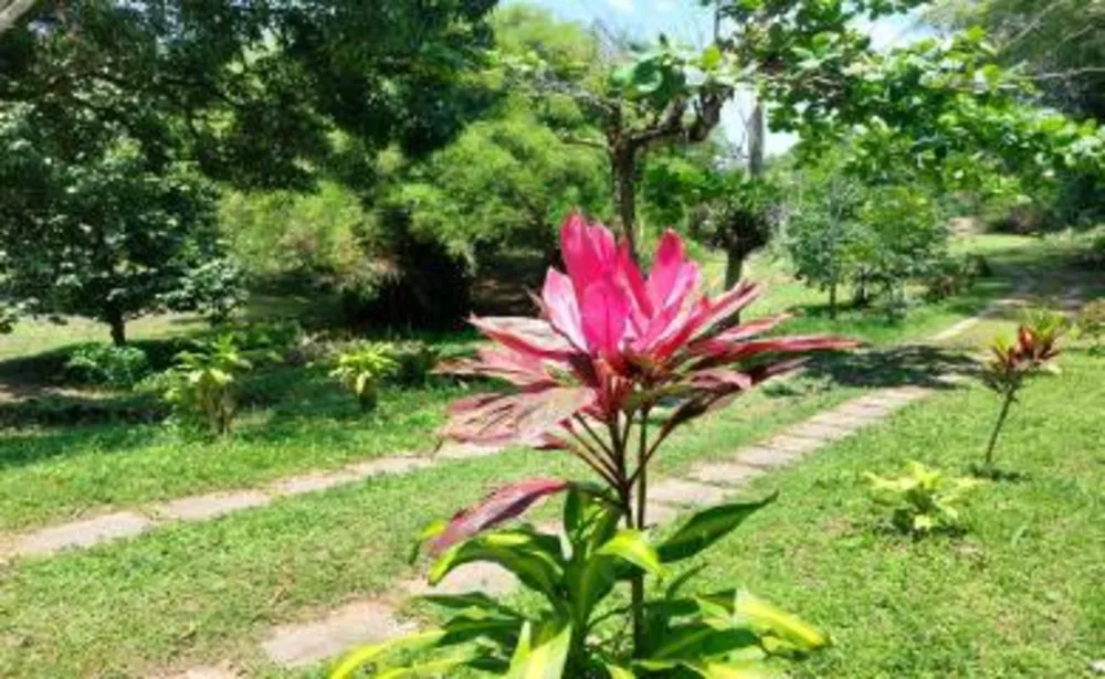 Sítio, 3 quartos, 1 hectares - Foto 6