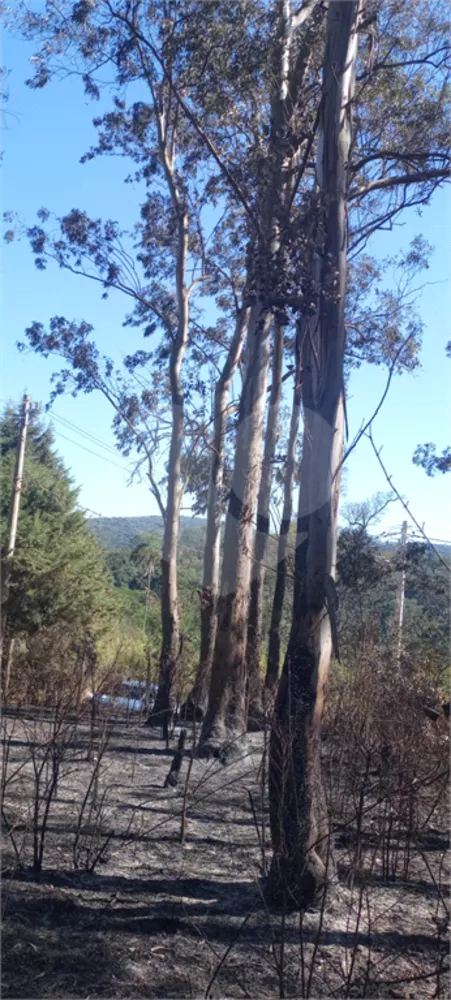 Terreno, 2 hectares - Foto 3