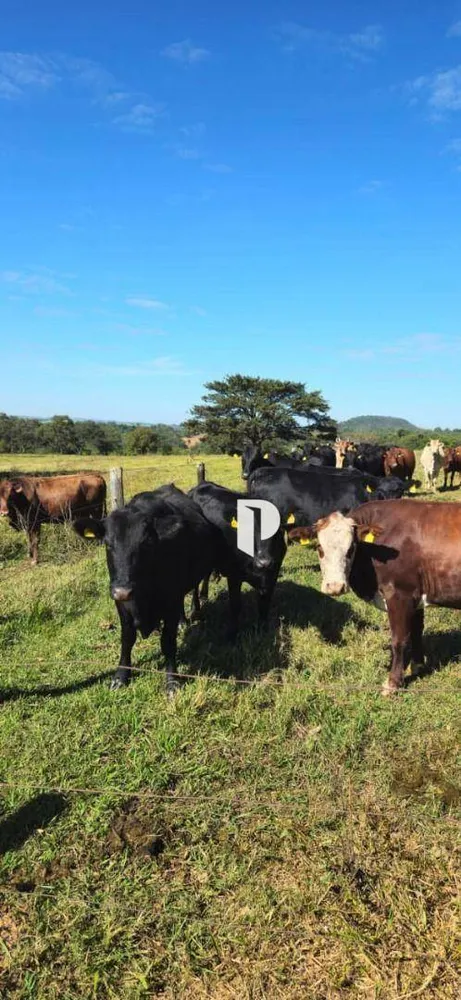 Fazenda, 510 hectares - Foto 10