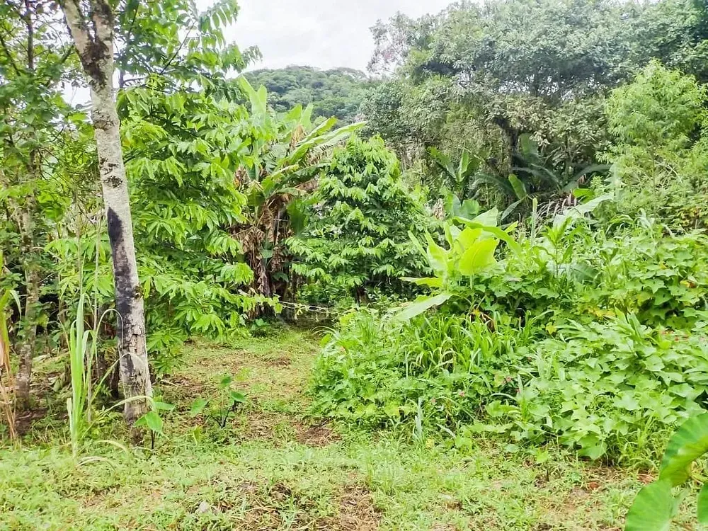 Chácara, 2 quartos, 5000 m² - Foto 4