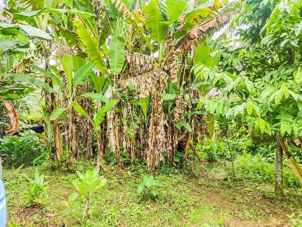 Chácara, 2 quartos, 5000 m² - Foto 12