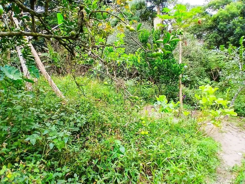 Chácara, 3 quartos, 4450 m² - Foto 10