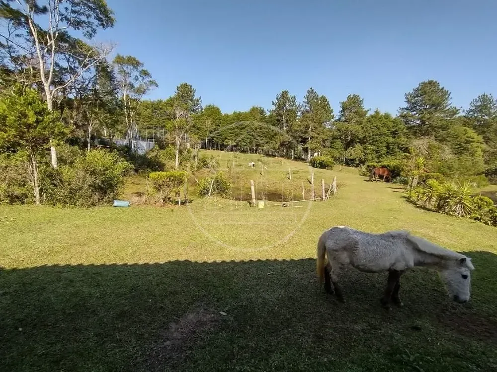 Sítio, 15 quartos, 3 hectares - Foto 10