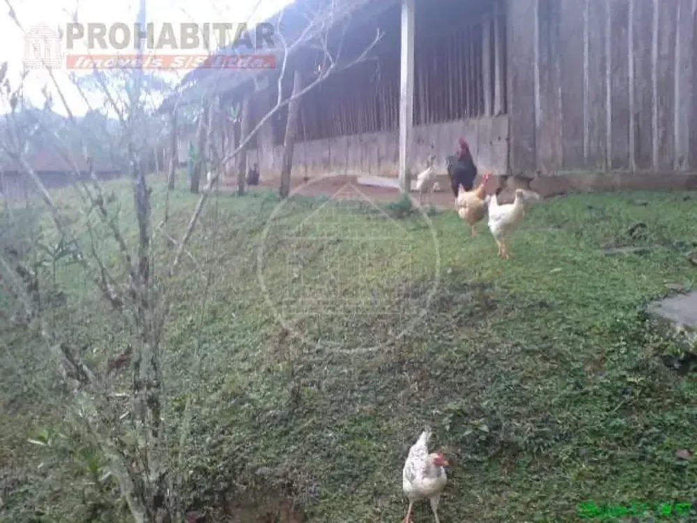 Chácara, 4 quartos, 3 hectares - Foto 8