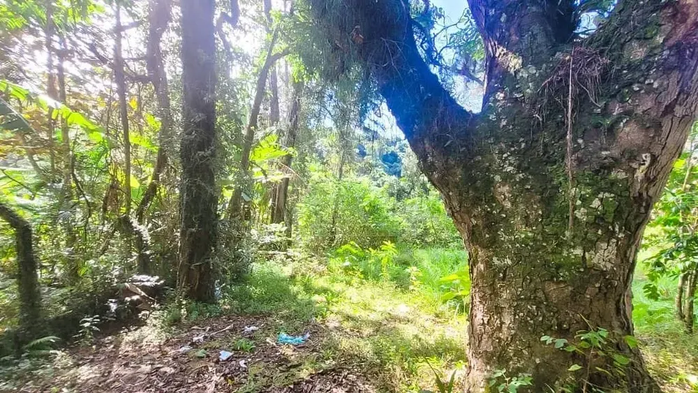 Terreno, 7000 m² - Foto 5