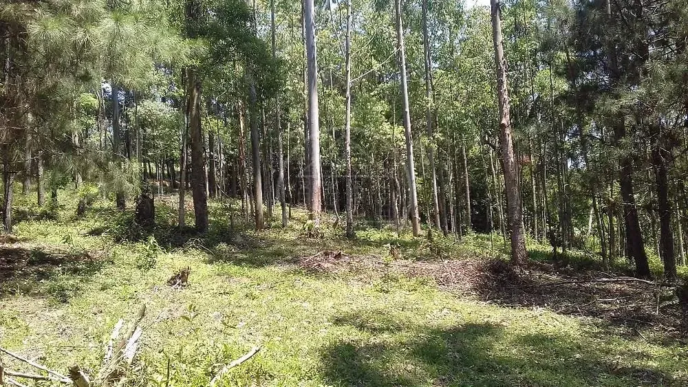 Sítio, 3 hectares - Foto 6