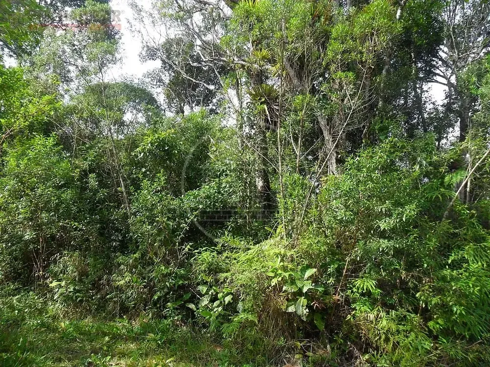 Terreno, 12 hectares - Foto 4