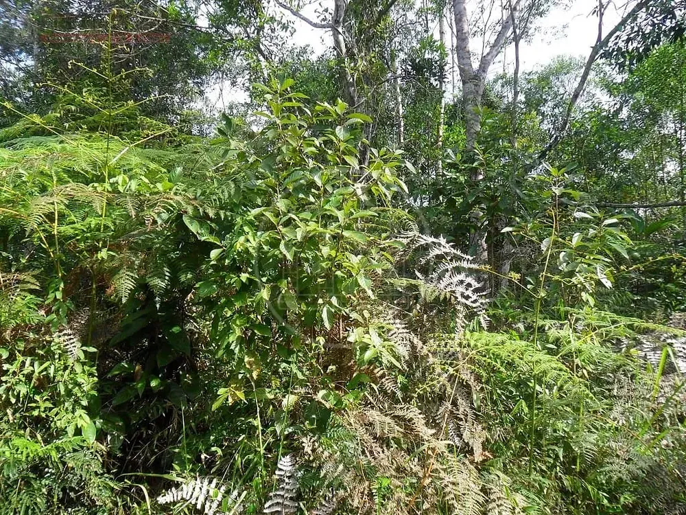 Terreno, 12 hectares - Foto 6