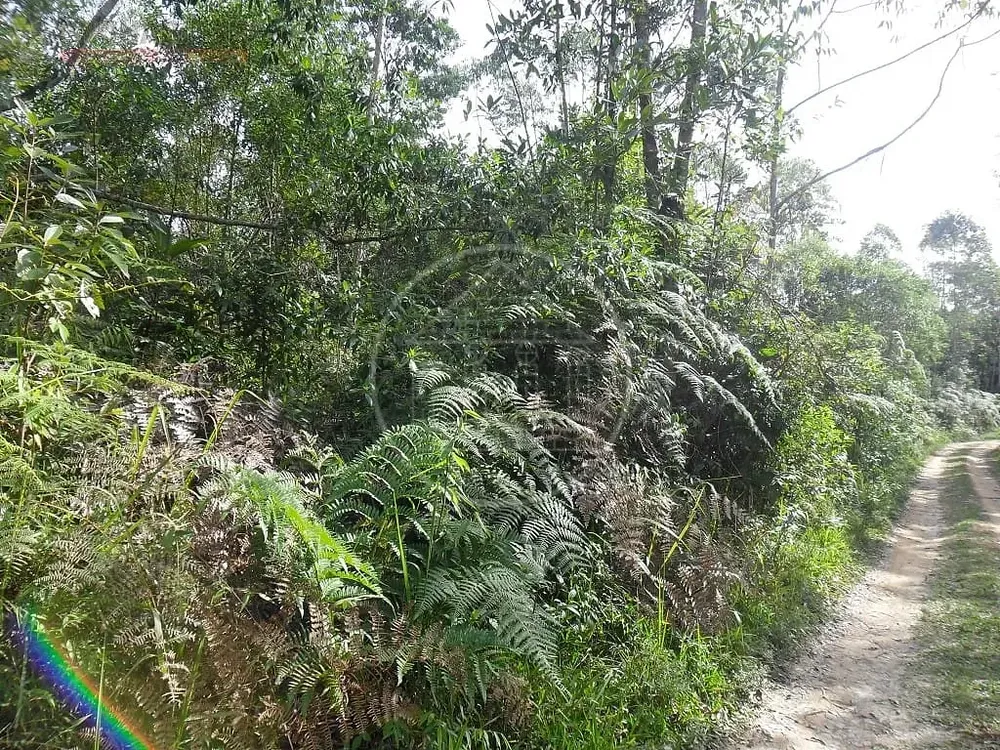 Terreno, 12 hectares - Foto 7