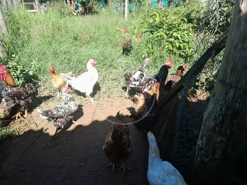Sítio, 3 quartos, 2 hectares - Foto 3