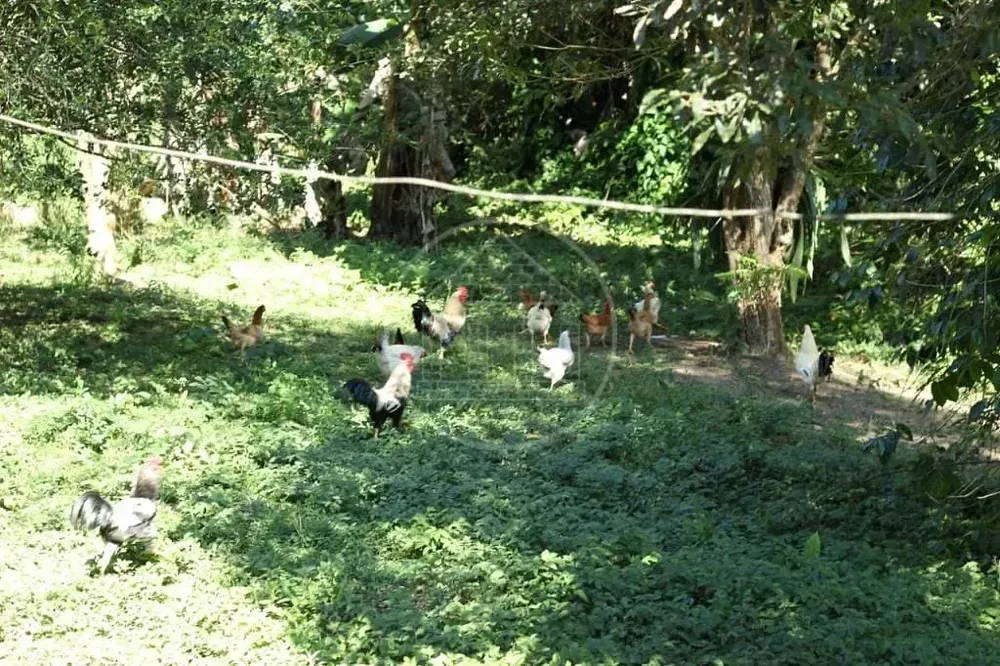 Chácara, 5 quartos, 1 hectares - Foto 9