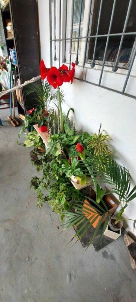 Chácara, 3 quartos, 880 m² - Foto 4