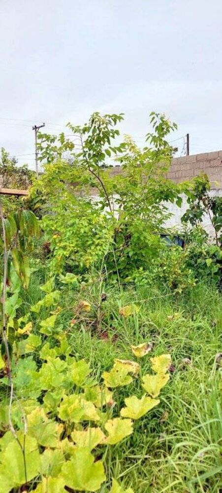 Chácara, 3 quartos, 880 m² - Foto 18