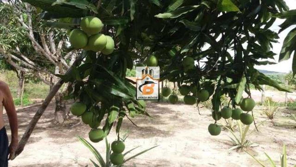 Sítio, 1 quarto, 1 hectares - Foto 5