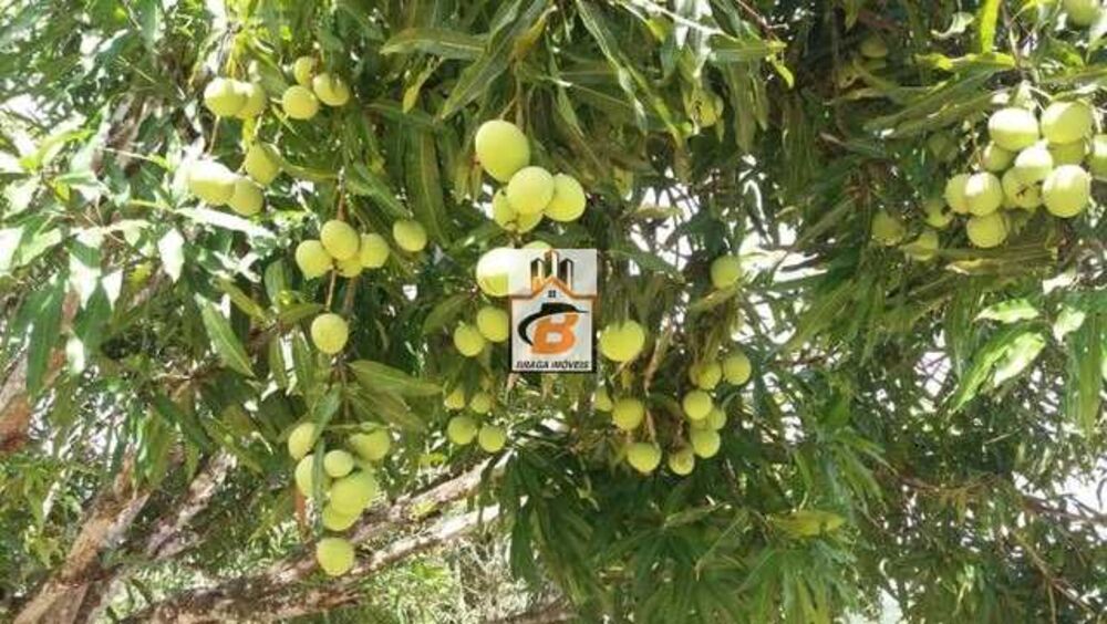 Sítio, 1 quarto, 1 hectares - Foto 7