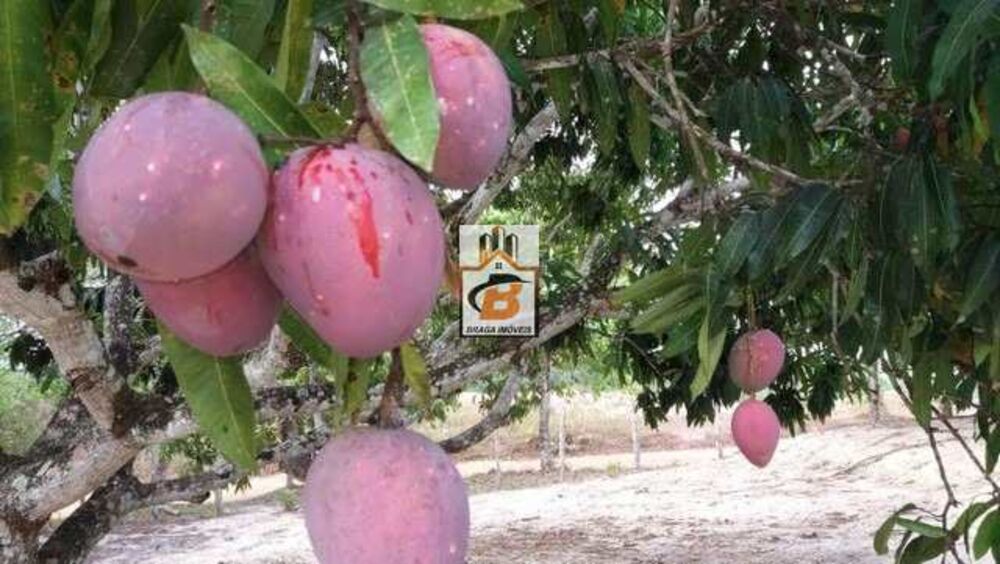 Sítio, 1 quarto, 1 hectares - Foto 6