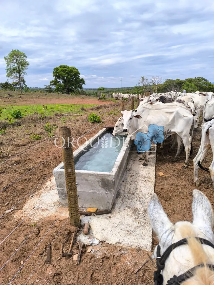 Fazenda - Foto 10