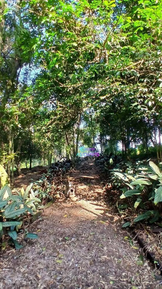 Chácara, 5 quartos, 2 hectares - Foto 3
