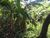 Terreno, 2 hectares - Foto 6
