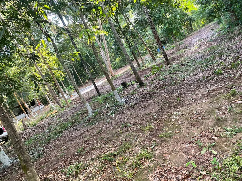 Terreno, 8 hectares - Foto 2