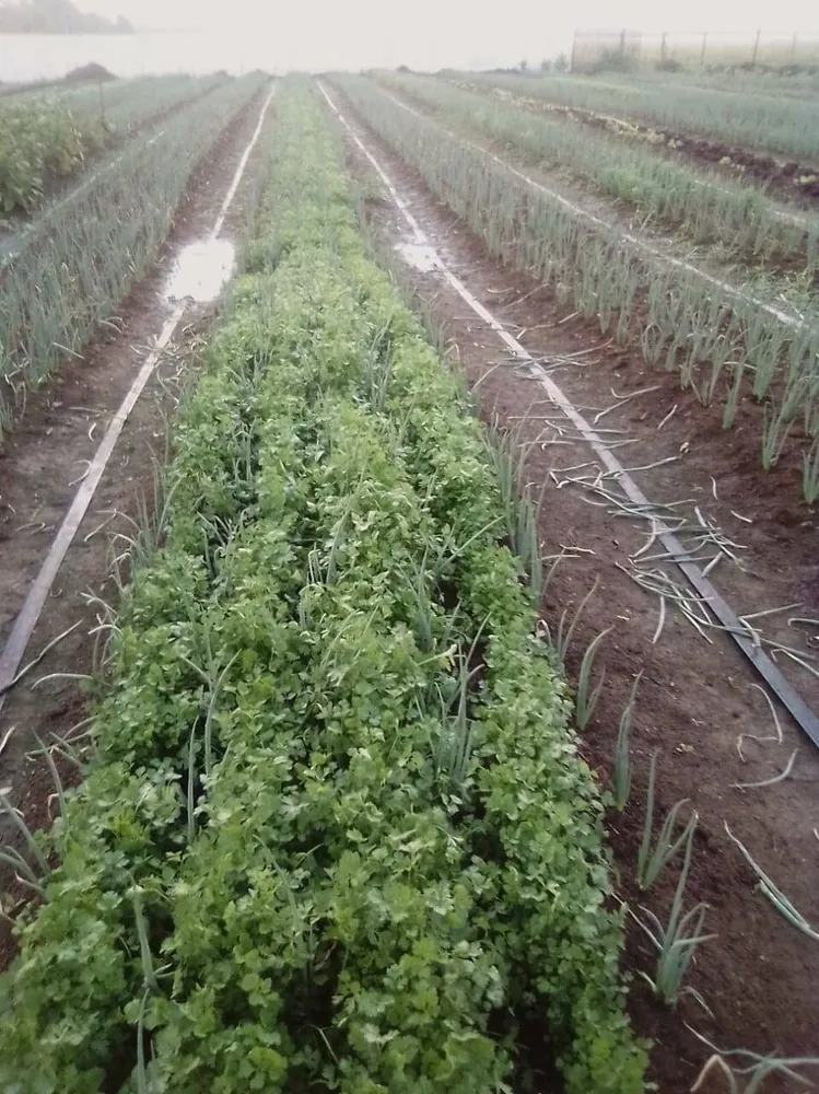 Terreno - Foto 4