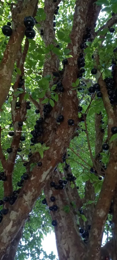 Sítio, 2 quartos, 600 m² - Foto 20