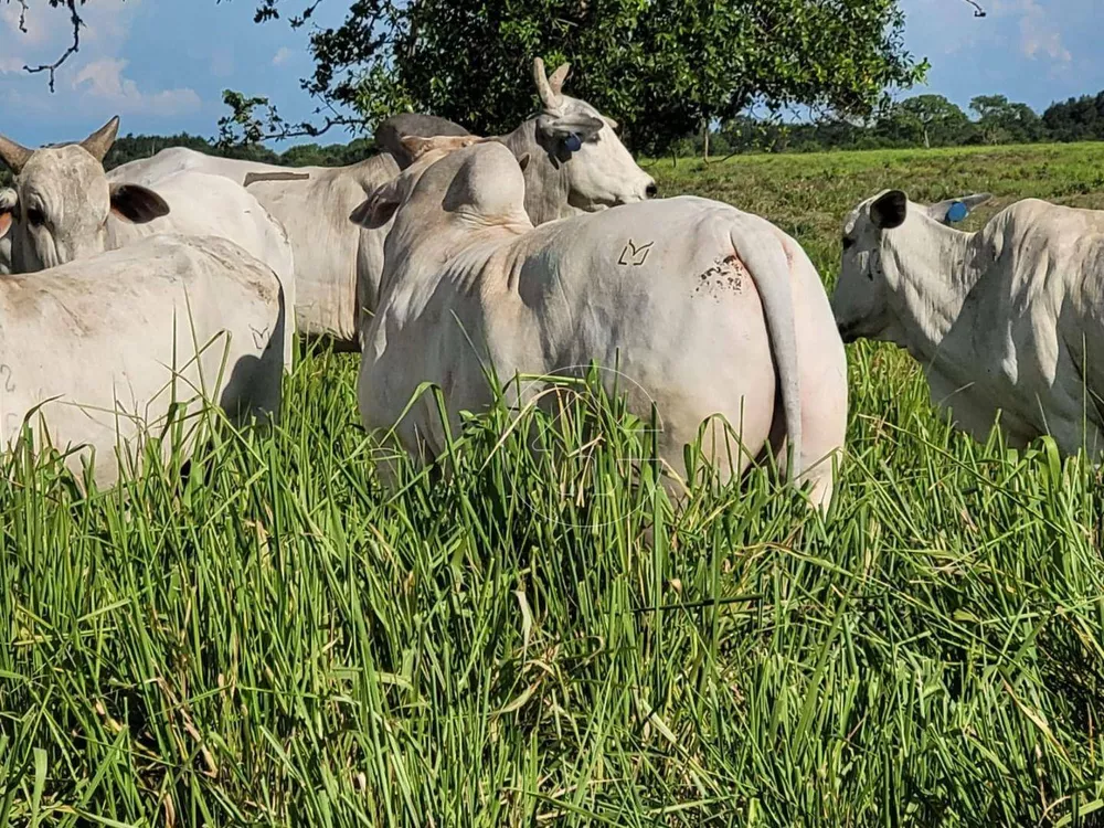 Fazenda à venda, 61350000M2 - Foto 1