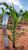 Fazenda, 3705 hectares - Foto 3