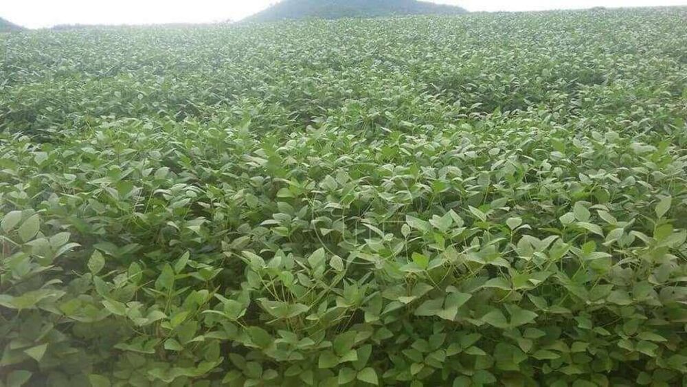 Fazenda à venda, 392410000M2 - Foto 7