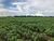 Fazenda, 39241 hectares - Foto 6
