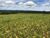 Fazenda, 500 hectares - Foto 2